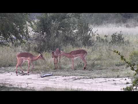 Djuma Private Game Reserve Live Stream:Young Impala Rams doing a bit of sparring