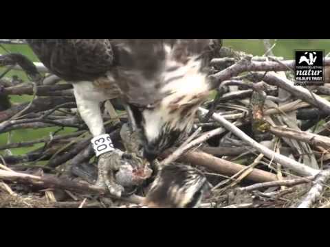 Dyfi June 23, 2012 feed
