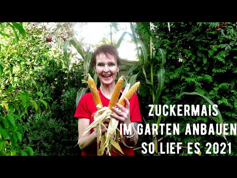 , title : 'Zuckermais im Garten anbauen - so lief es 2021'
