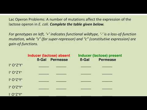 BIOL183: Solving Lac operon problems