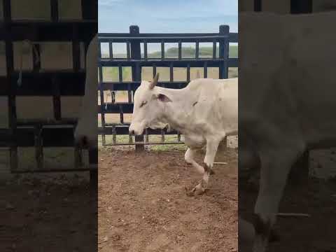 29 Vacas Paridas e 28 Prenhas: 3.650 reais cada em Vista Serrana/ Paraíba. Whatsapp 84 99810 2784*