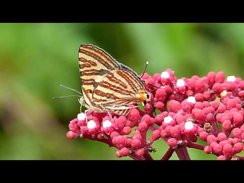 Long Banded Silverline