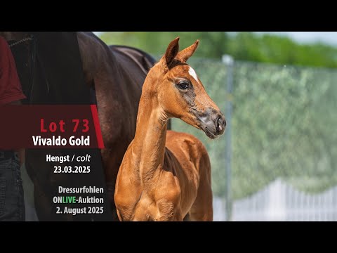 Dressurfohlen ONLIVE-Auktion Lot 73 Vivaldo Gold Hengst v. Valdiviani - Belissimo M