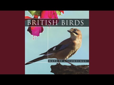 British Birds - Buzzard Bird Sounds (Nature Sounds)