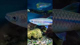 Download lagu HANYA IKAN WADER PARI HASIL MANCING DI SUNGAI 😁 #ikanhias #wader #aquarium #sungai #fyp #viral mp3