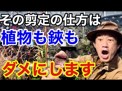 スパーの切断: これが正しい方法です 植物