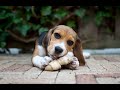 Throw This Old Dog a Bone (lyric video) - Rollie Tom