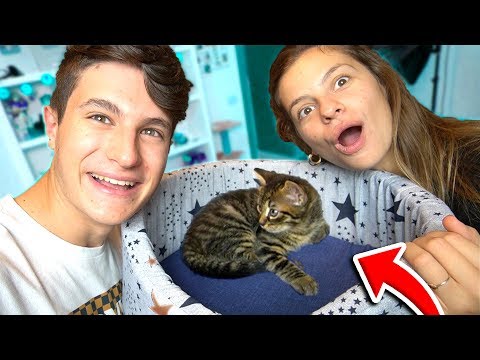 I GAVE MY GIRLFRIEND A KITTEN! *Surprise* INCREDIBLE Reaction