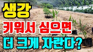 생강 키워서 심으면 더 잘큰다고해서 심어봤습니다.