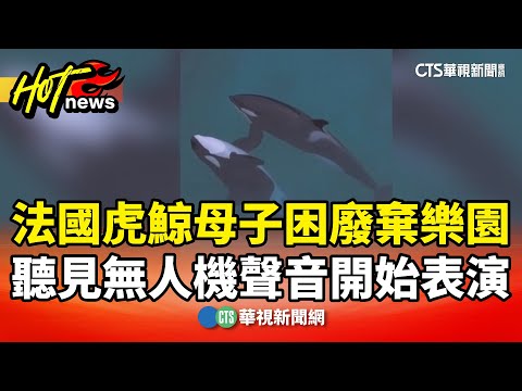 法國虎鯨母子困廢棄樂園　聽見無人機聲音開始表演
