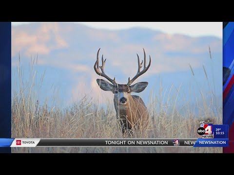 Utah Division of Wildlife Resources proposes new hunting restrictions