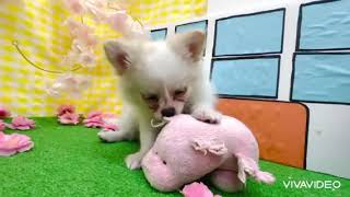 ハーフ犬の動画01