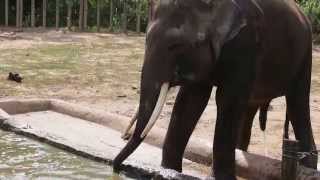 preview picture of video 'Baby elephant at the Wildlife Park'