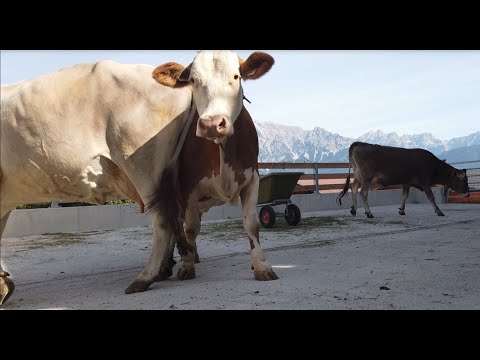 Mit LK-Bauberatern umgesetzt: Auslauf für mehr Tierwohl