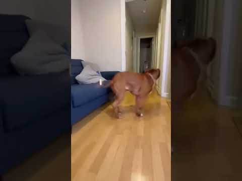 HE CHOSE VIOLENCE🐕🔥​This Chihuahua really woke up and decided to be a menace! #petpranks#dogcomedy