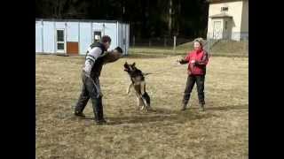 preview picture of video 'German shepherd - IPO protection training with Pavel'