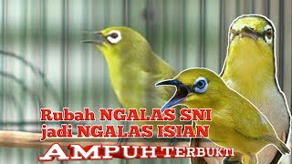 Download lagu ampuh mengubah ngalas sni jadi isian - pancingan pleci ampuh mp3 Download lagu ampuh mengubah ngalas sni jadi isian - pancingan pleci ampuh mp3