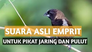 Download lagu suara burung emprit asli | untuk pikat mp3