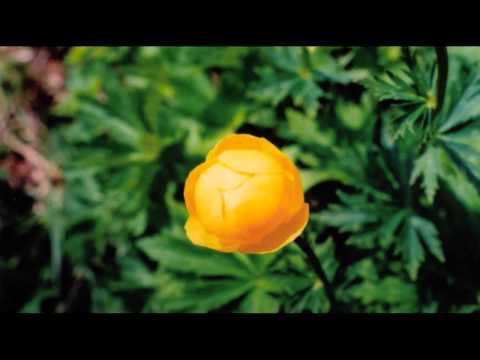 Roberto Firpo  milongas