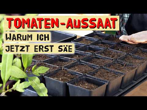 Späte Tomaten-Aussaat: Geheimnis reicher Ernte enthüllt!