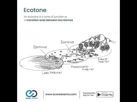 Ecotone Effect!