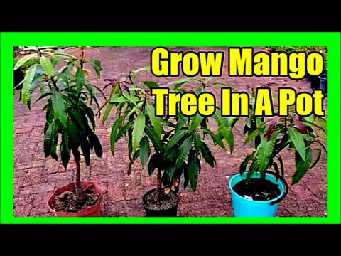 download lagu mp3 mp4 Small Mango Tree In Pot, download lagu Small Mango Tree In Pot gratis, unduh video klip Small Mango Tree In Pot
