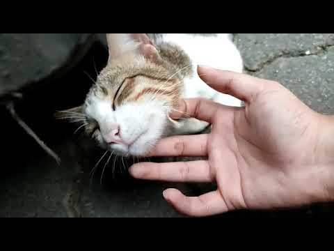 harita scratching cat