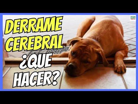 🔴 ¿QUE HACER ANTE UN DERRAME CEREBRAL O ICTUS HEMORRÁGICO EN PERROS 🔴