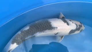 video van Shiro Utsuri 2406004