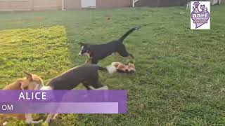 Video preview image #1 Australian Shepherd-Unknown Mix Puppy For Sale in Cookeville, TN, USA