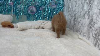 ハーフ犬の動画01