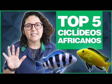 TOP 5 CICLÍDEOS AFRICANOS - Os mais bonitos e mais fáceis de cuidar!