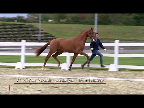 Van Primero von Van Vivaldi - Stedinger