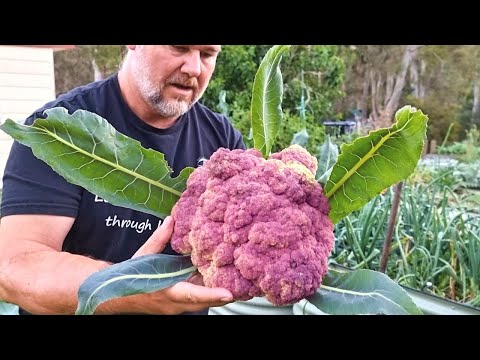 5 Top TIPS How to Grow BIG Cauliflower Heads at Home