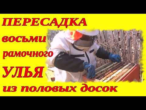ПЕРЕСАДКА УЛЬЯ ВЕСНОЙ. ВЕСЕННИЕ РАБОТЫ НА ПАСЕКЕ.
