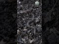 If your earthworm does THIS, report it