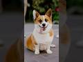 So Much Happening Here Lol Corgi Corgicrew Dogphotography