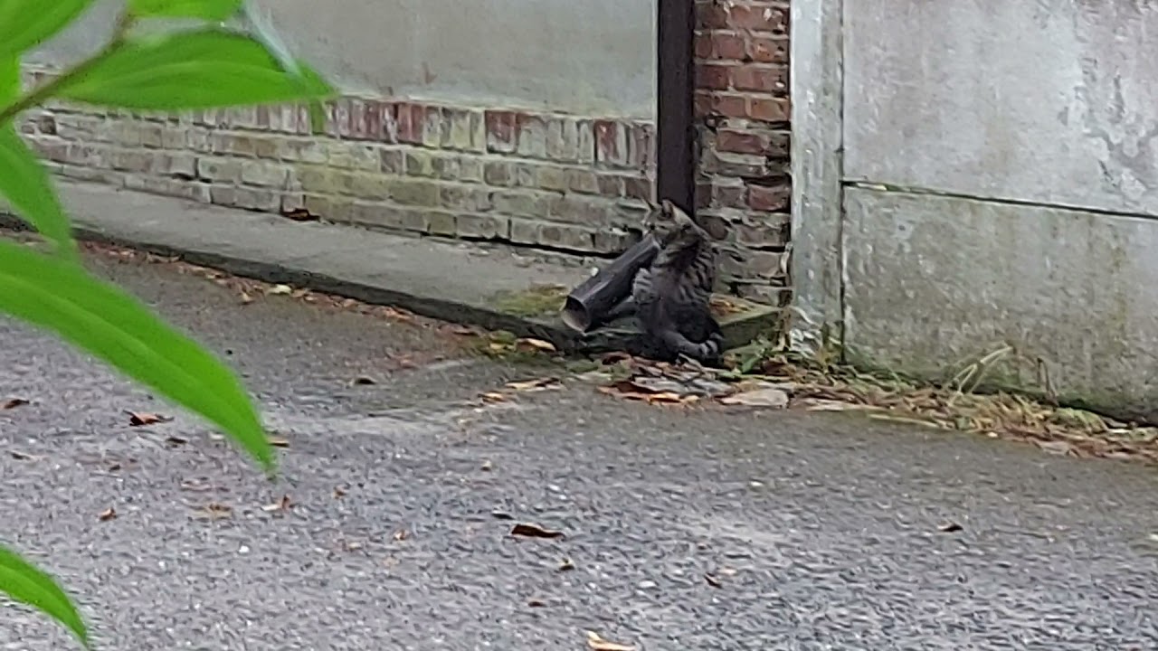 GŁODNA KOTKA - bojaźliwa chodziła za mną : dałem jej karmy suchej Whiskas - je : 30.06.2021/20:00