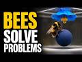 Bumble Bees Just Solved a Human-Style Test