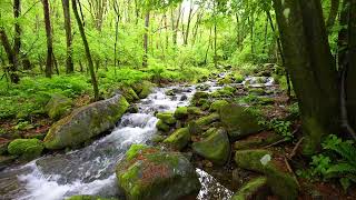 Download lagu Melody of the Forest, Pleasant Sound of a Flowing Stream,  the Whispers of Small Birds mp3