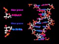DNA major and minor grooves