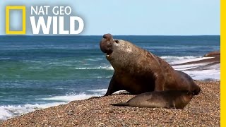 Orca vs. Elephant Seal | Nat Geo Wild