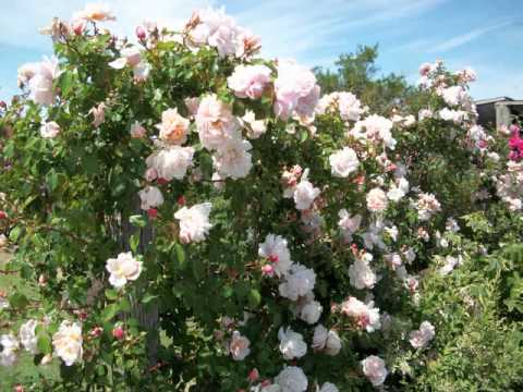 Jardin en Uruguay   Categoría: VIVEROS