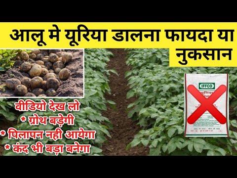 आलू में पहली यूरिया कब डालें // आलू की पैदावार कैसे बड़ाए // Aalu ki kheti // Potato Farming