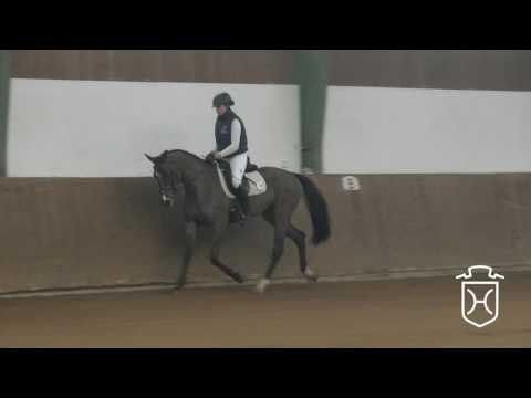 15 Holsteiner Stute von Lavall I - Contender - Feenspross xx
