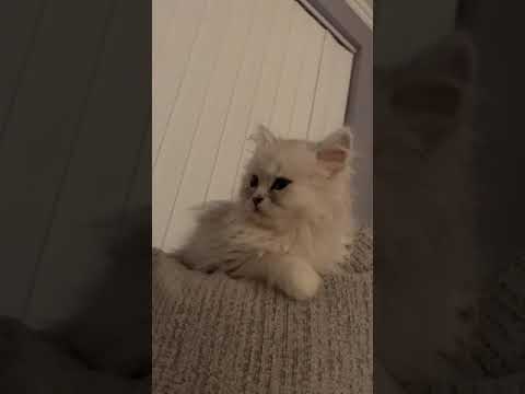 Chinchilla Persian kitten