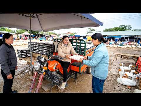 Harvesting 900+ DUCK EGGS BY 3-WHEEL TRUCK | Transporting To Country Market | Đào Daily Farm