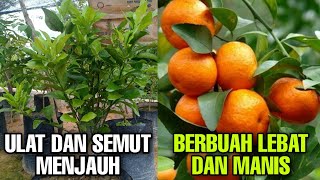Download lagu How to care for Santang Madu oranges so they bear fruit quickly mp3