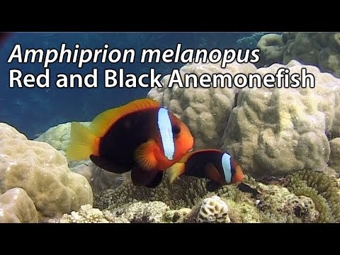 download lagu mp3 mp4 Amphiprion Melanopus, download lagu Amphiprion Melanopus gratis, unduh video klip Amphiprion Melanopus