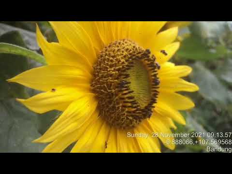 Sang kumbang menghisap madu bunga